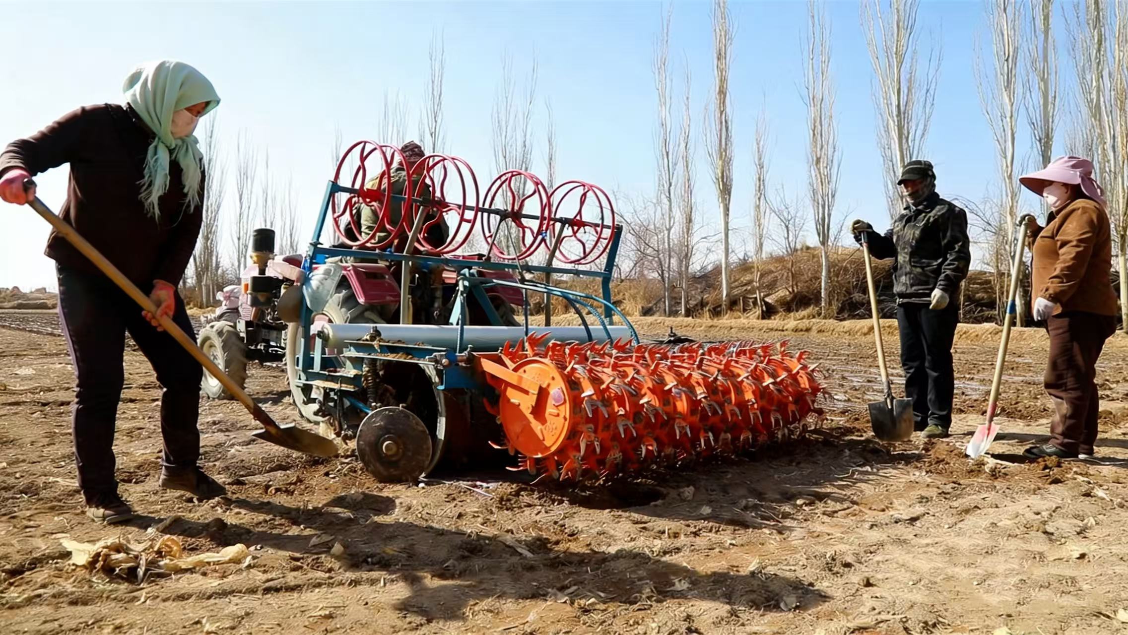 瓜州县南岔镇八工村，村民们有序开展孜然套种作业.jpg